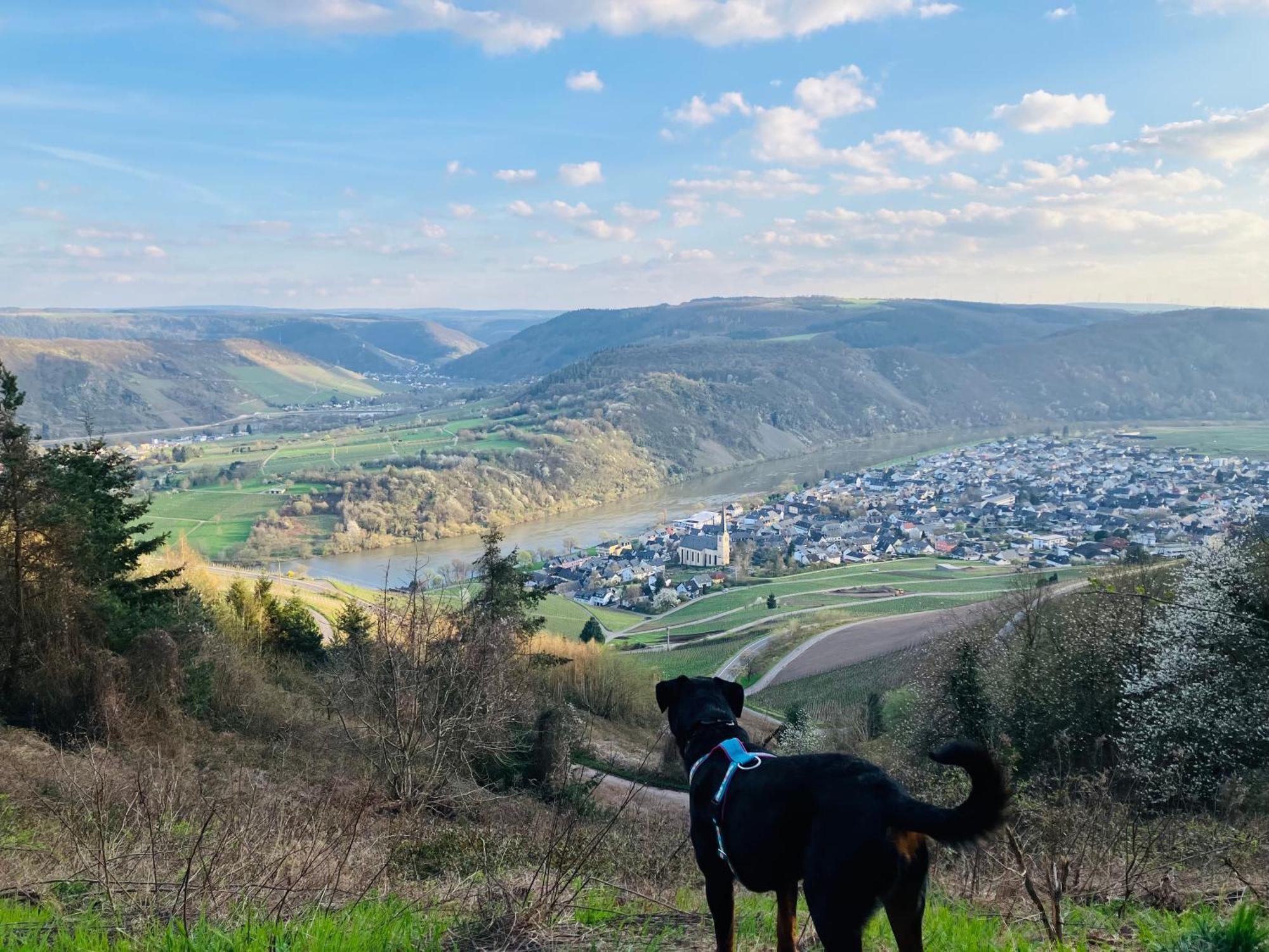 Neu - Ferienwohnungen Im Winzergarten Traben-Trarbach Kültér fotó